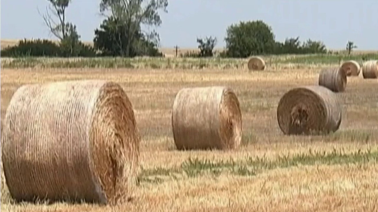 National Association of Wheat Growers president Nicole Berg explains what's behind skyrocketing wheat prices on 'The Claman Countdown.'