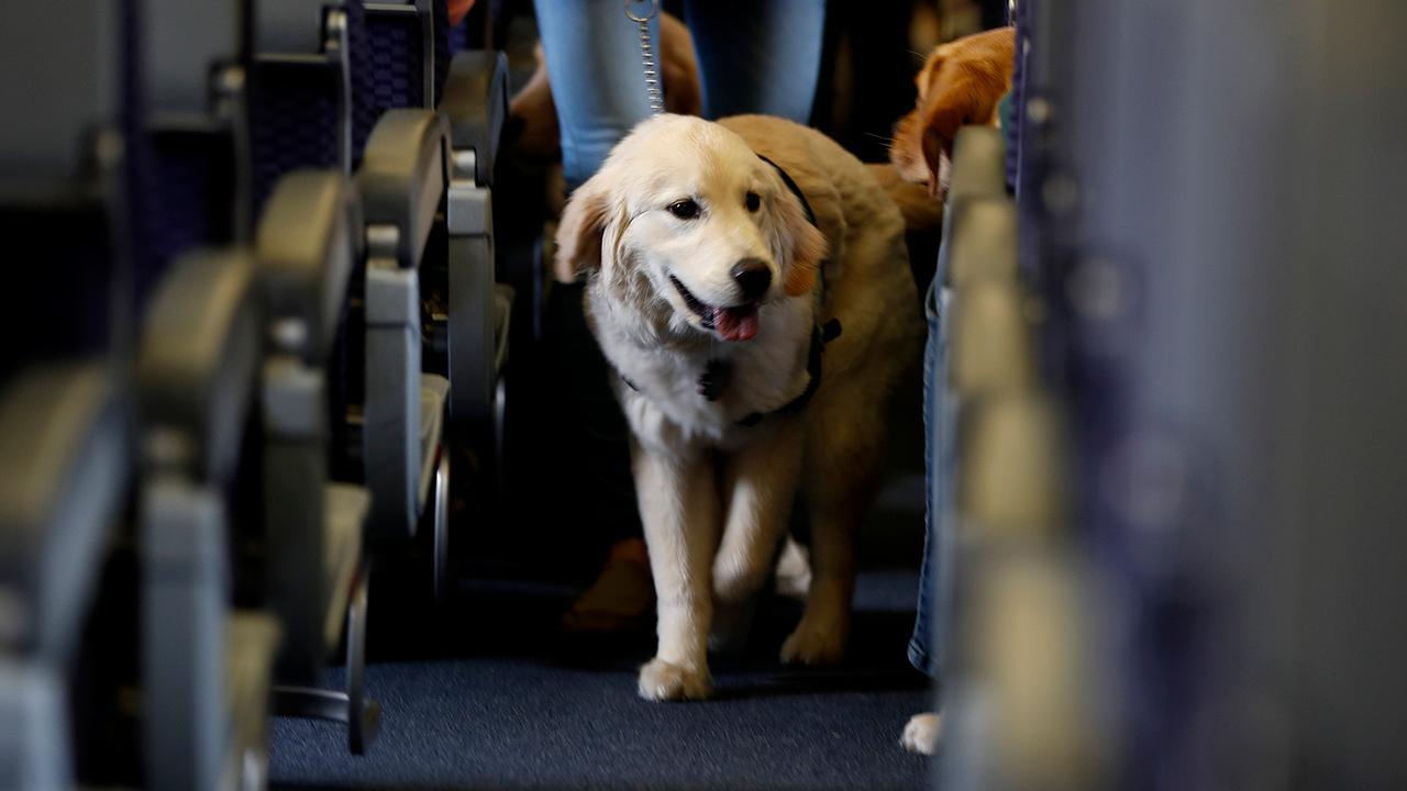 Delta cracking down on owners of service and support animals