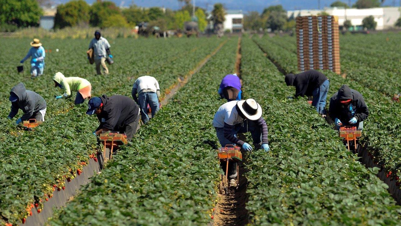 Immigration raids leading to farming labor shortage?