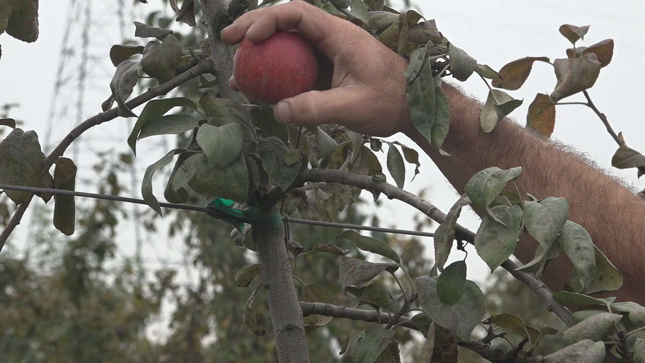 Two straight summers of high temperatures and drought have put a dent in Washington State's apple supply this year. Some farmers are raising prices to offset lower production.