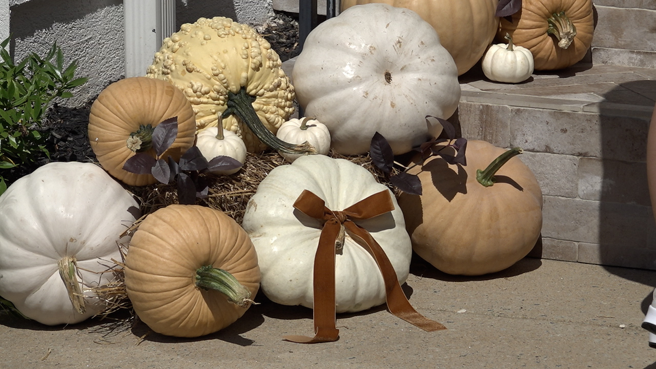 More Americans this year are deciding to let professionals buy their pumpkins and gourds. Pumpkin decorators across the country can charge $300 to nearly $1,000 to put the spirit of fall on your doorstep.