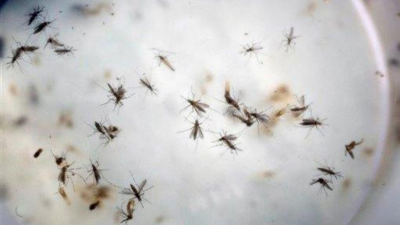 Dr. Manny: Zika Olympic threat concerning 