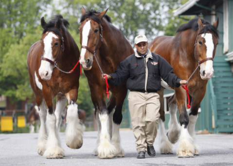 Budweiser sticks with its Clydesdales