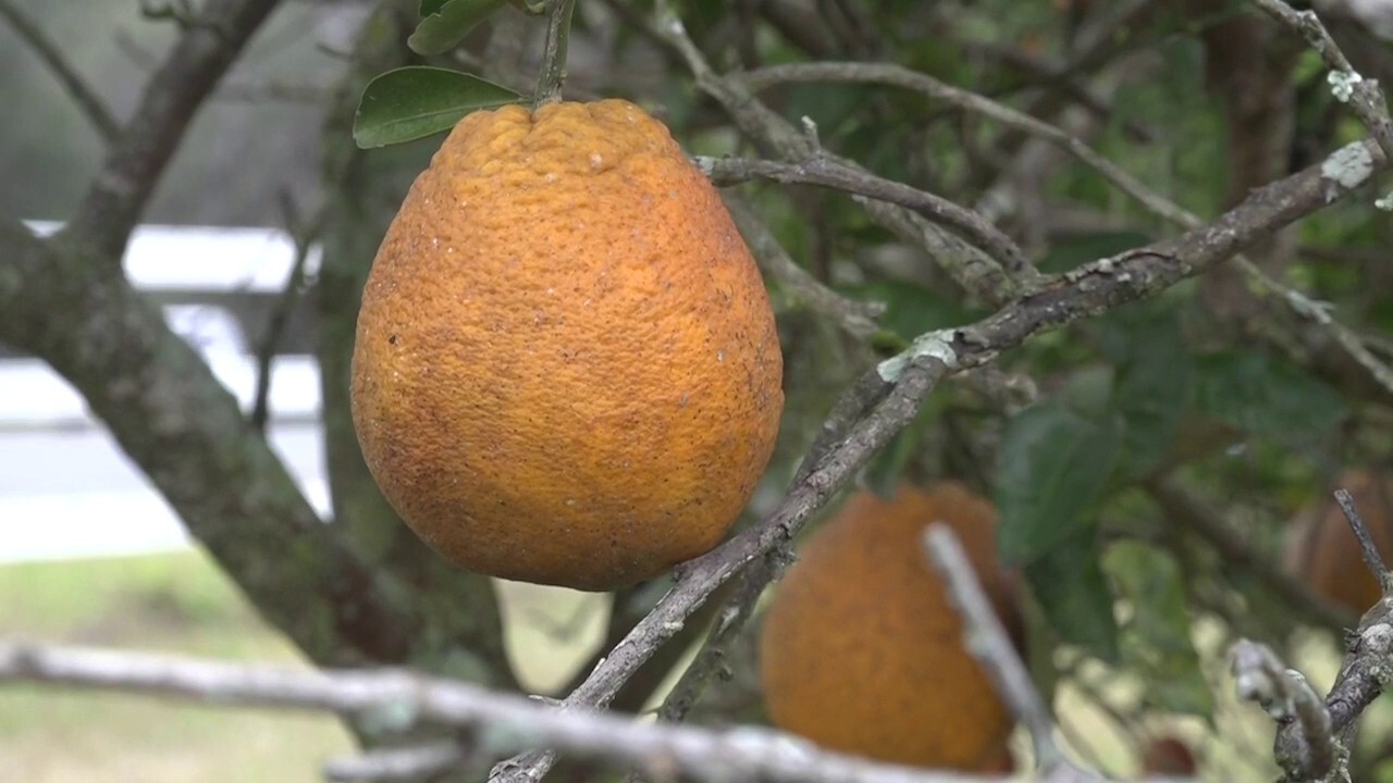 Florida citrus growers testing new orange varieties