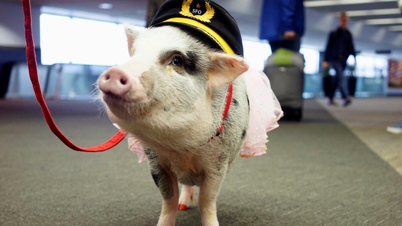 Stressed over holiday travel? Maybe LiLou the therapy pig can help