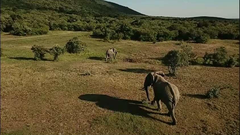 Using drones to stop elephant poachers