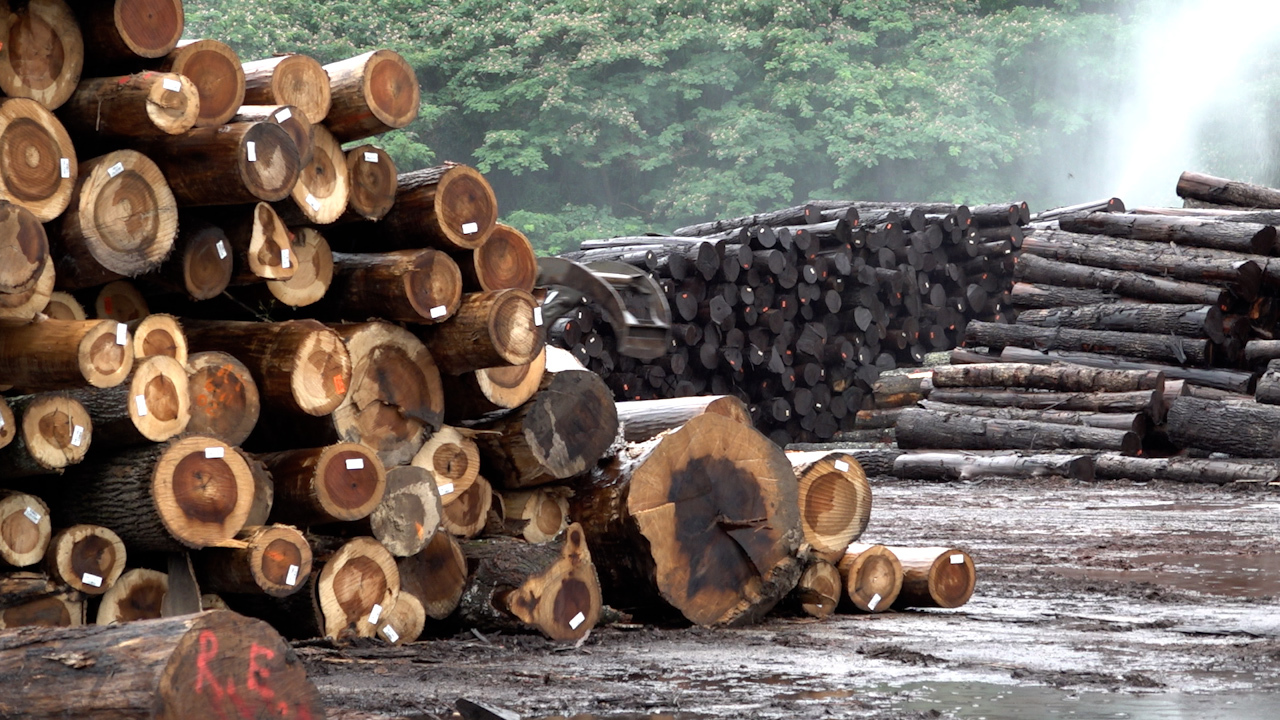 A U.S. sawmill says the uncertainty of Trump's plans for tariffs on timber imports is scaring away foreign buyers. The sawmill, which heavily ships to overseas markets, is struggling to make pre-tariff profits. 