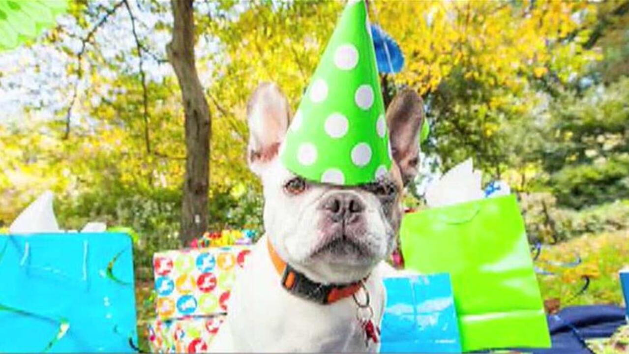Have a pawty for your puppy's birthday
