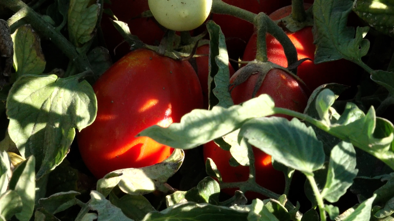 California's farmers grow nearly all of America's processing tomatoes, but this year is shaping up to be another poor harvest season. 
