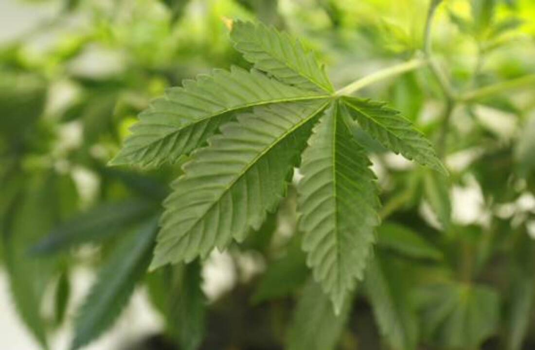 Pot possession approved in U.S. Capitol