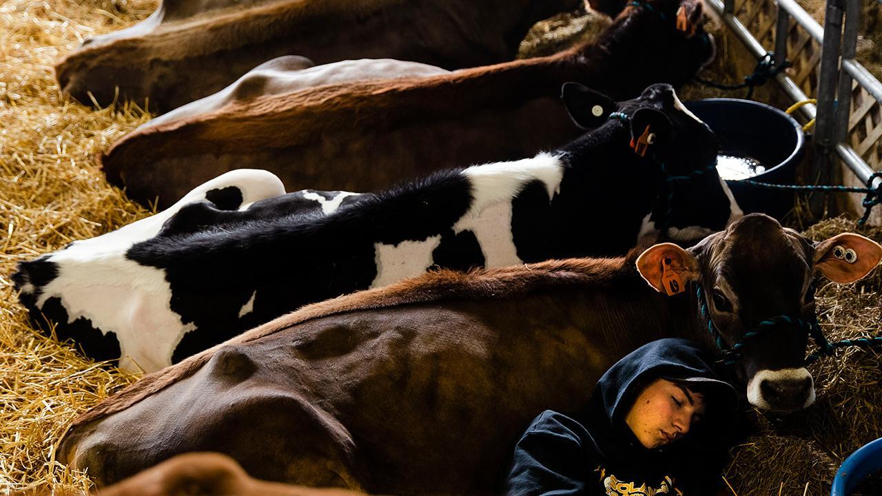China trade, USMCA create ‘opportunity’ for dairy farming industry: Dairy Export Council CEO