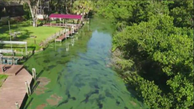 Florida algae hurting business