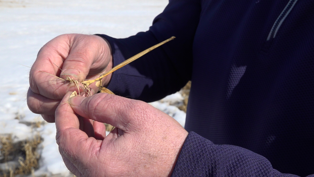 Ukraine war impacts wheat farmers, fertilizer prices skyrocket ahead of Spring planting season