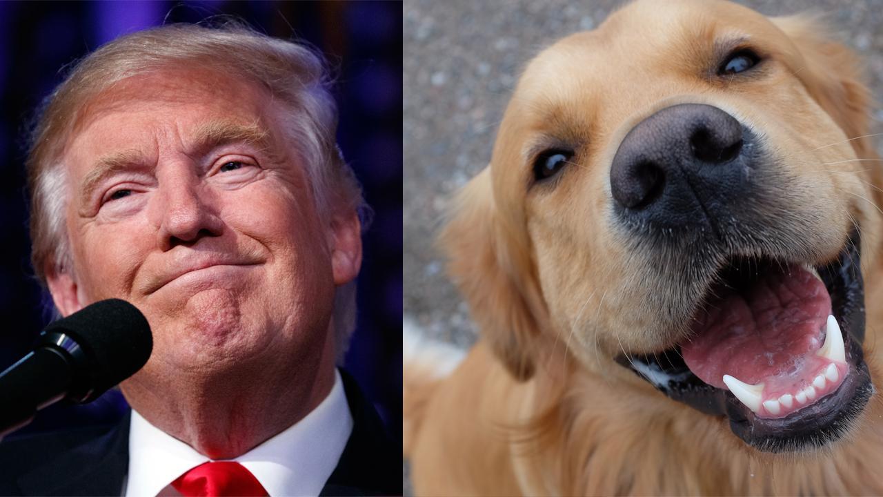 What's the perfect First Dog for President Trump? Cesar Millan responds! 