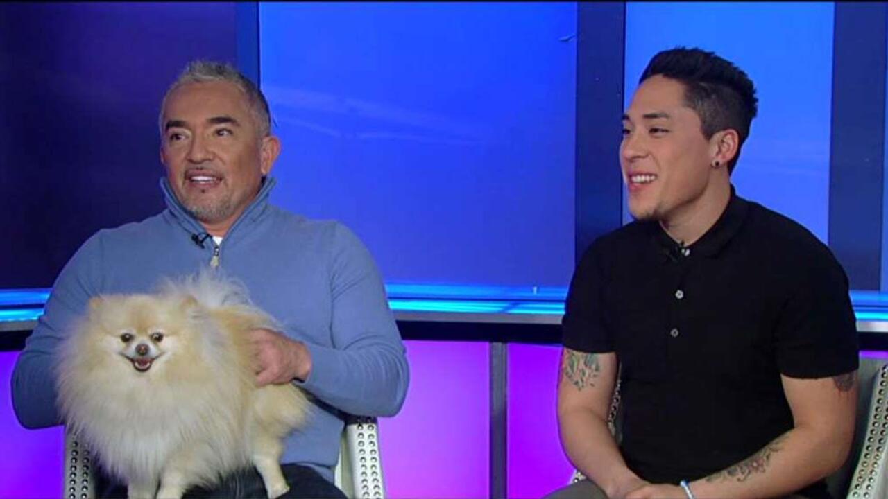 Cesar Millan’s tips for dog owners 