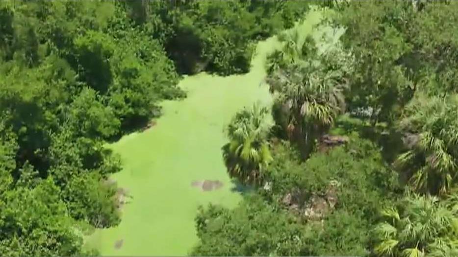 Florida declares state of emergency over toxic algae bloom