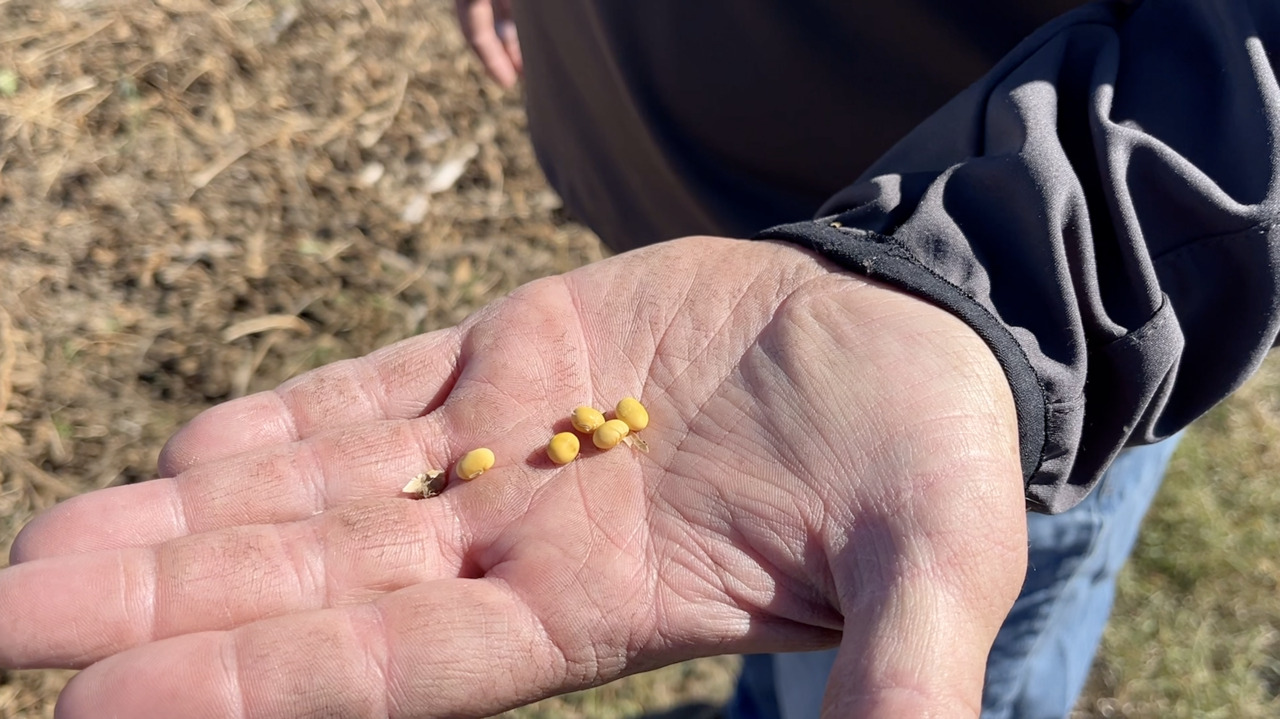 Trump calls China soybean cuts 'economically hostile' act against American farmers nationwide