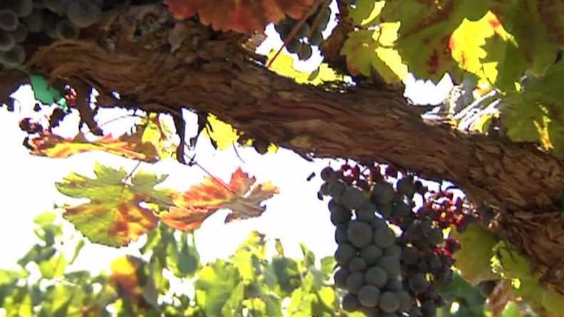 California wine flavor may be affected by smoke taint: Jordan Winery CE