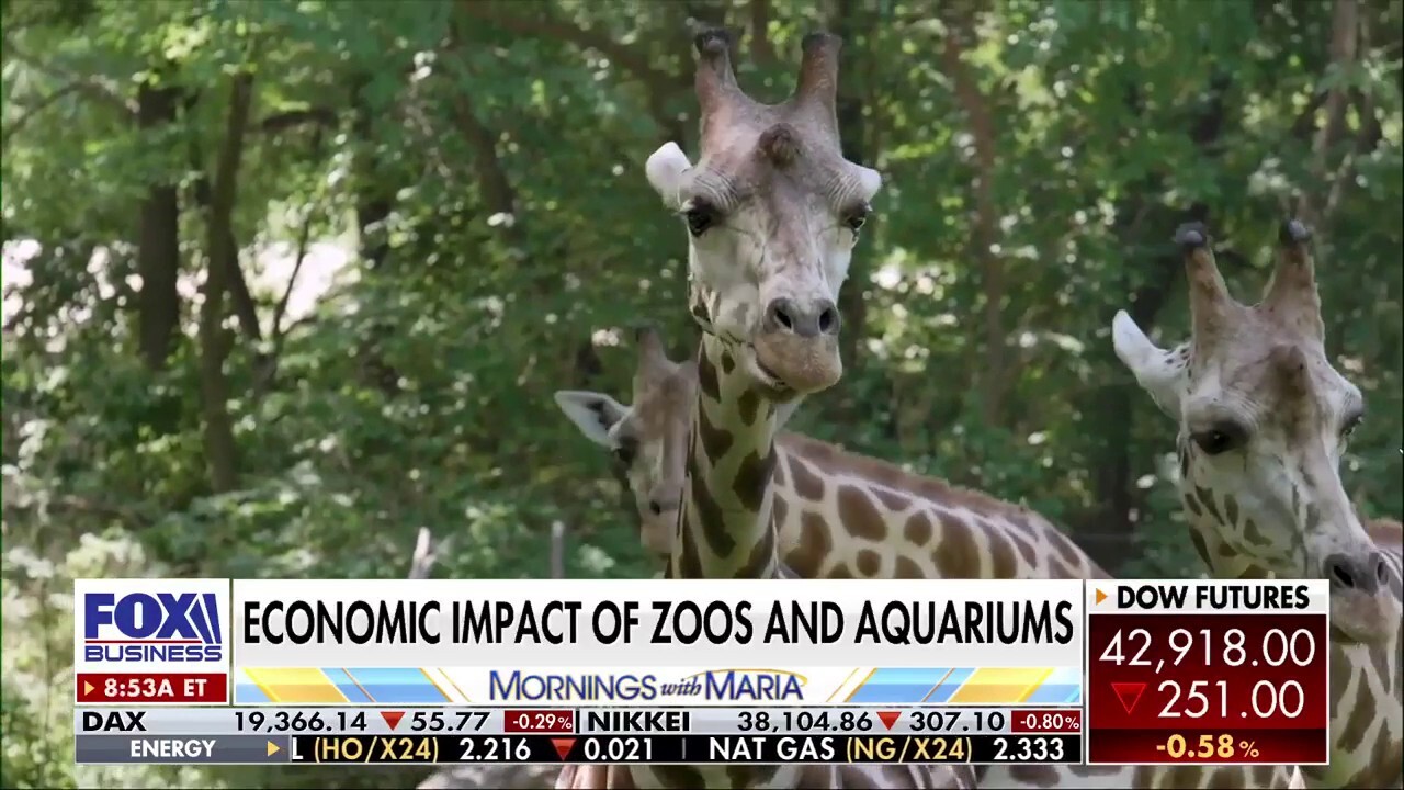 How the US economy is impacting zoos and aquariums across the globe