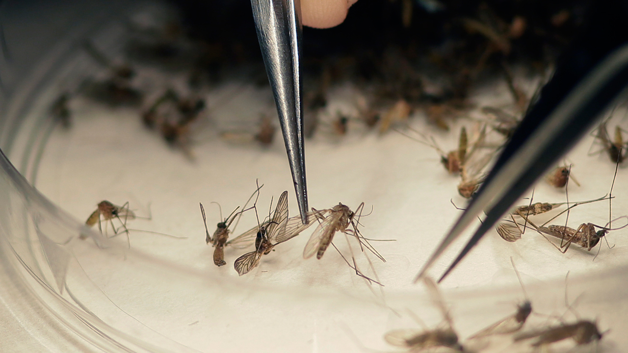 Zika continuing to spread in Florida