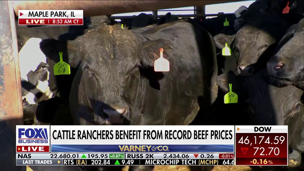 Kelly Saberi of Fox Business joins ‘Varney & Co.’ to discuss a decrease in cattle leading to a record high price of beef.