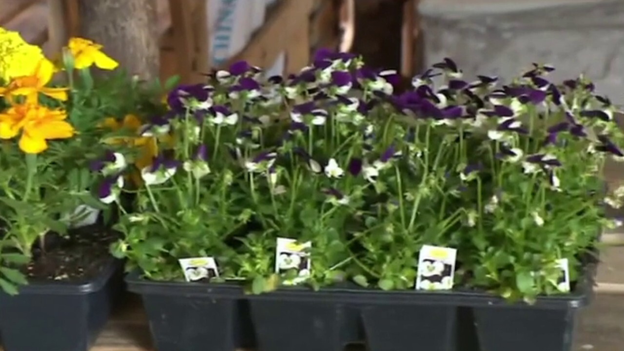 Inflation, fuel costs causing indoor plant and flower prices to skyrocket