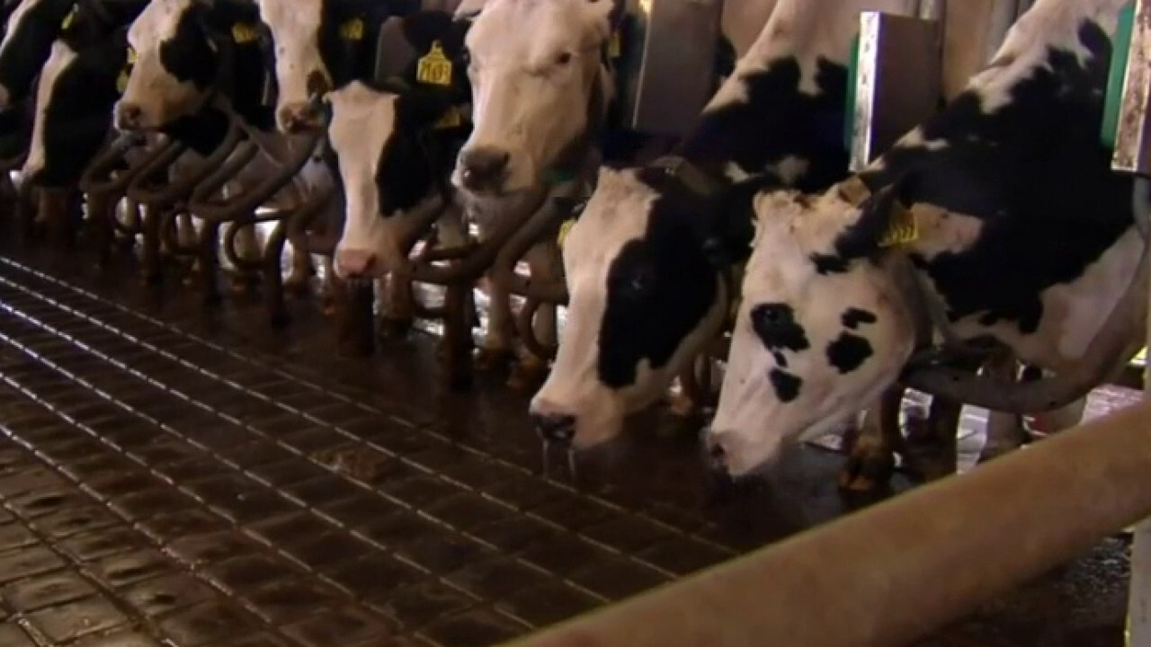 'UNCERTAINTY': Minnesota dairy farmers face challenges under 'Bidenomics'