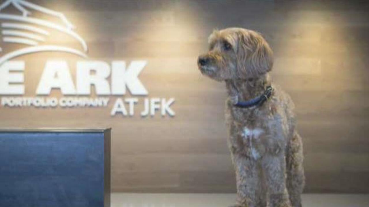 Pampering your pets at the airport