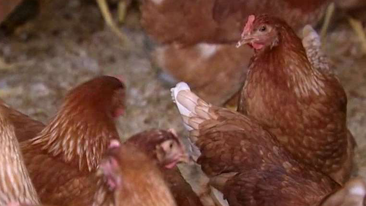 Does cheaper chicken feed mean extra savings at the supermarket?