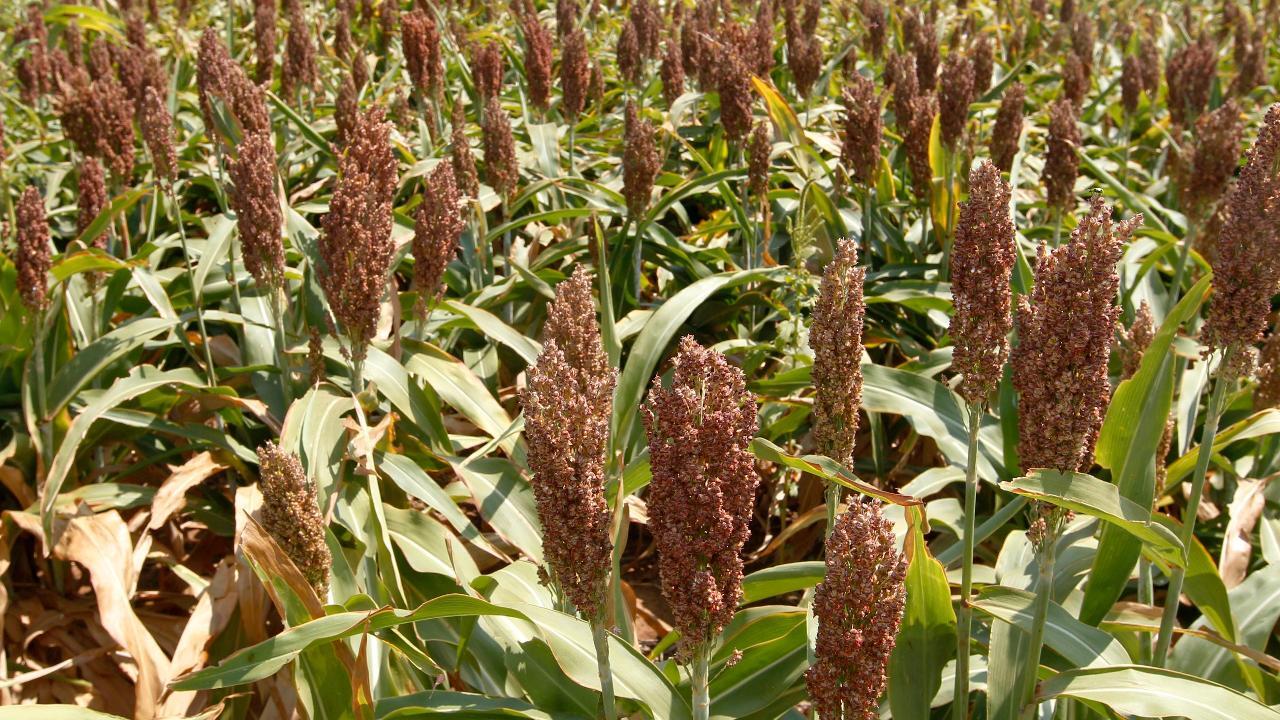 US ships headed to China with sorghum turn back