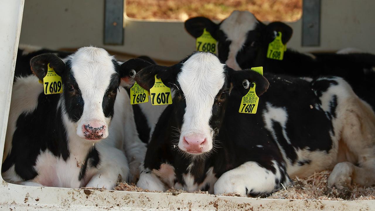 Trump has a pro-business administration: Wisconsin farmer and business-owner 