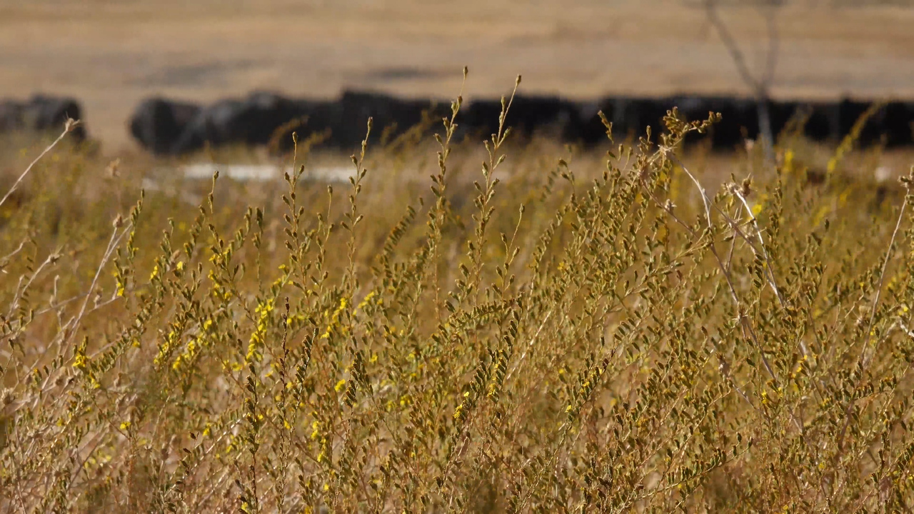 Farmers warn of price hikes, forced to sell off cattle following another year of drought