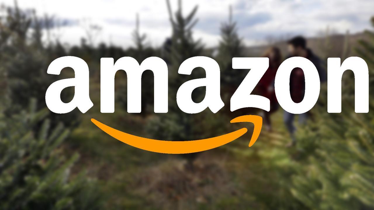 Fresh-cut Christmas trees now available on Amazon