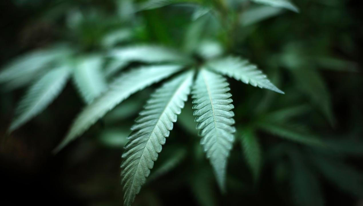 Would legalizing weed stop counterfeit, vaping-related deaths? 