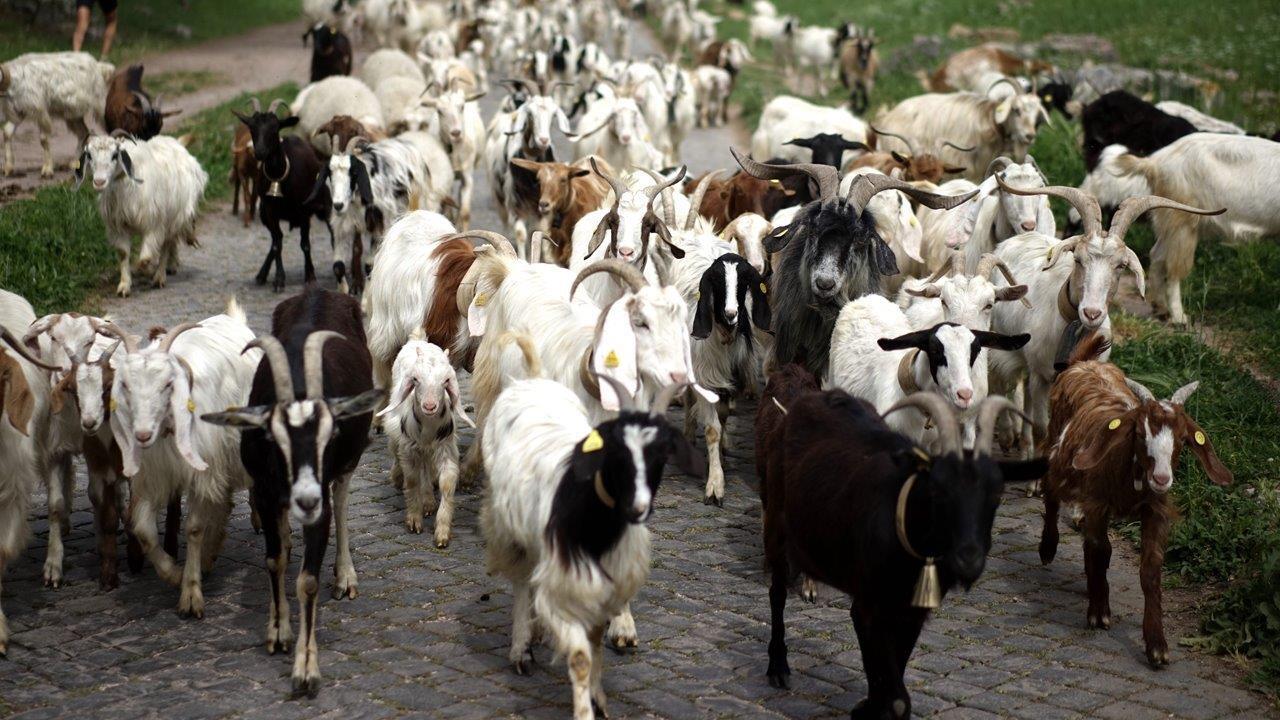 Donald Trump's tax-dodging goats?