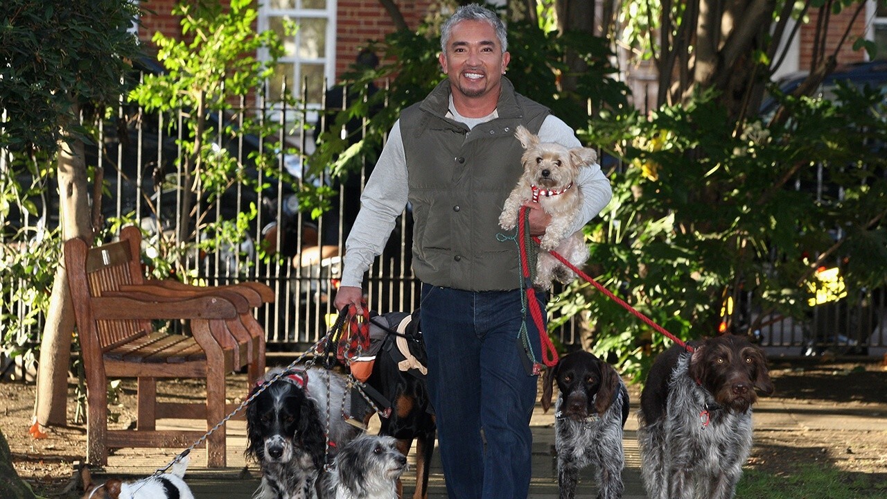 Dog Whisperer Cesar Millan on making return-to-office easier on pups