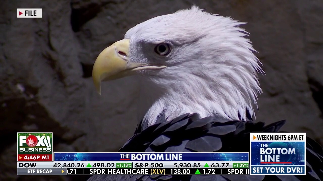 Eagle expert shares how he helped the bald eagle fly into its rightful place as national bird