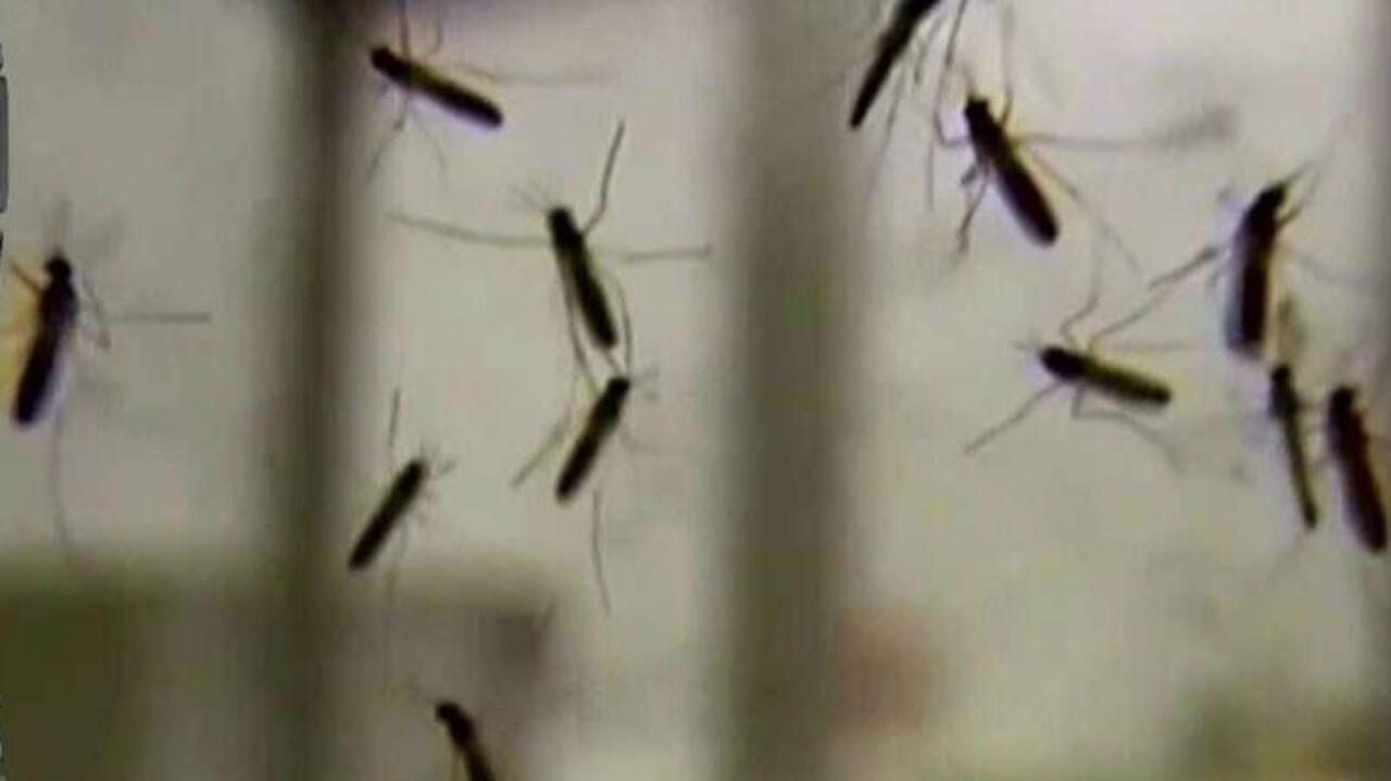 Zika cases on rise in U.S. 