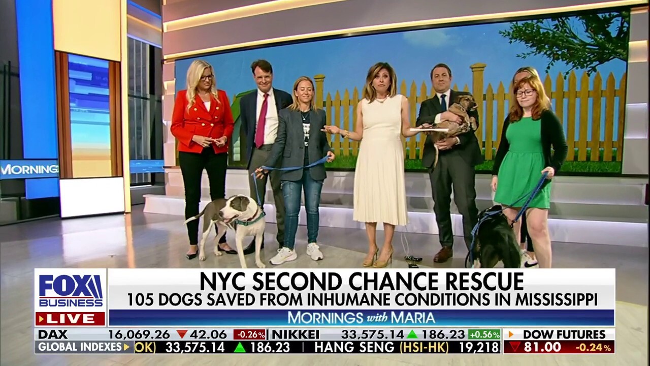 NYC Second Chance Rescue helps abused dogs find their forever home