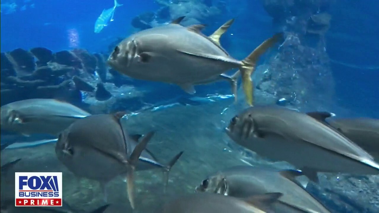 Captain Vanderpol’s concerns grow over acquiring enough yellowfin tuna