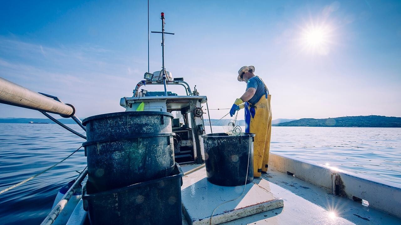 How America Works: Fish