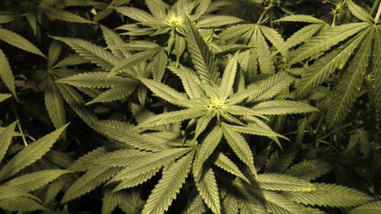 On the ballot: Legalizing marijuana