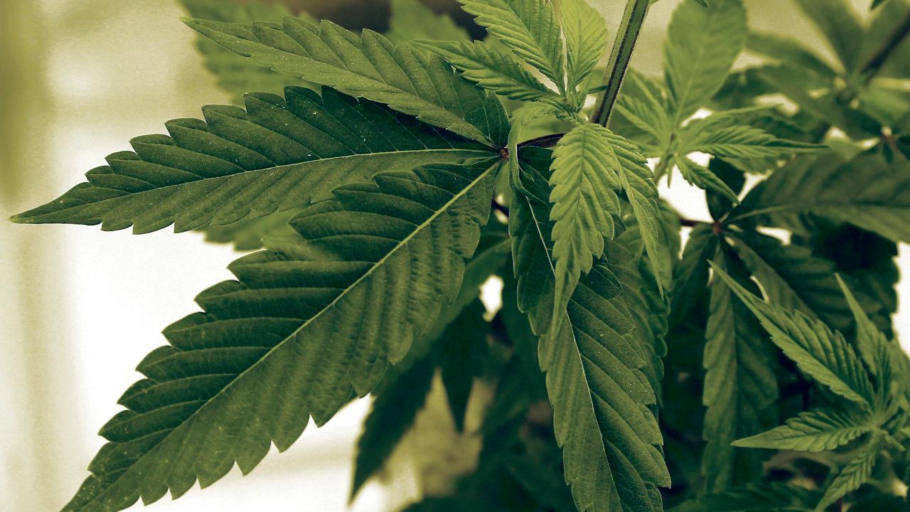 Cannabis sales could hit $45B by 2024