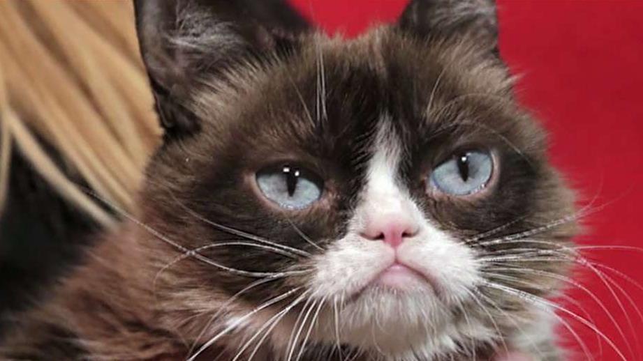 Internet celebrity Grumpy Cat has died