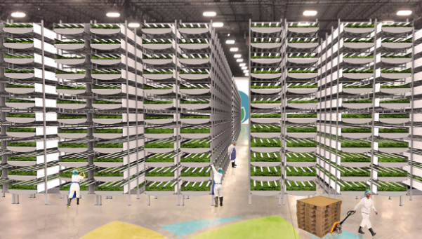 Taking food to new heights: Inside a vertical farm
