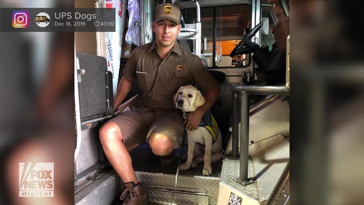 Meet the UPS dogs delivering love to drivers