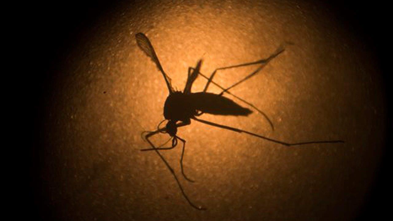 Zika fears ahead of Olympics overblown?
