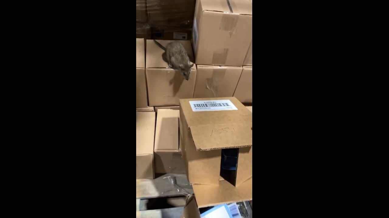 Former employee records video of rodents at a Family Dollar distribution center.