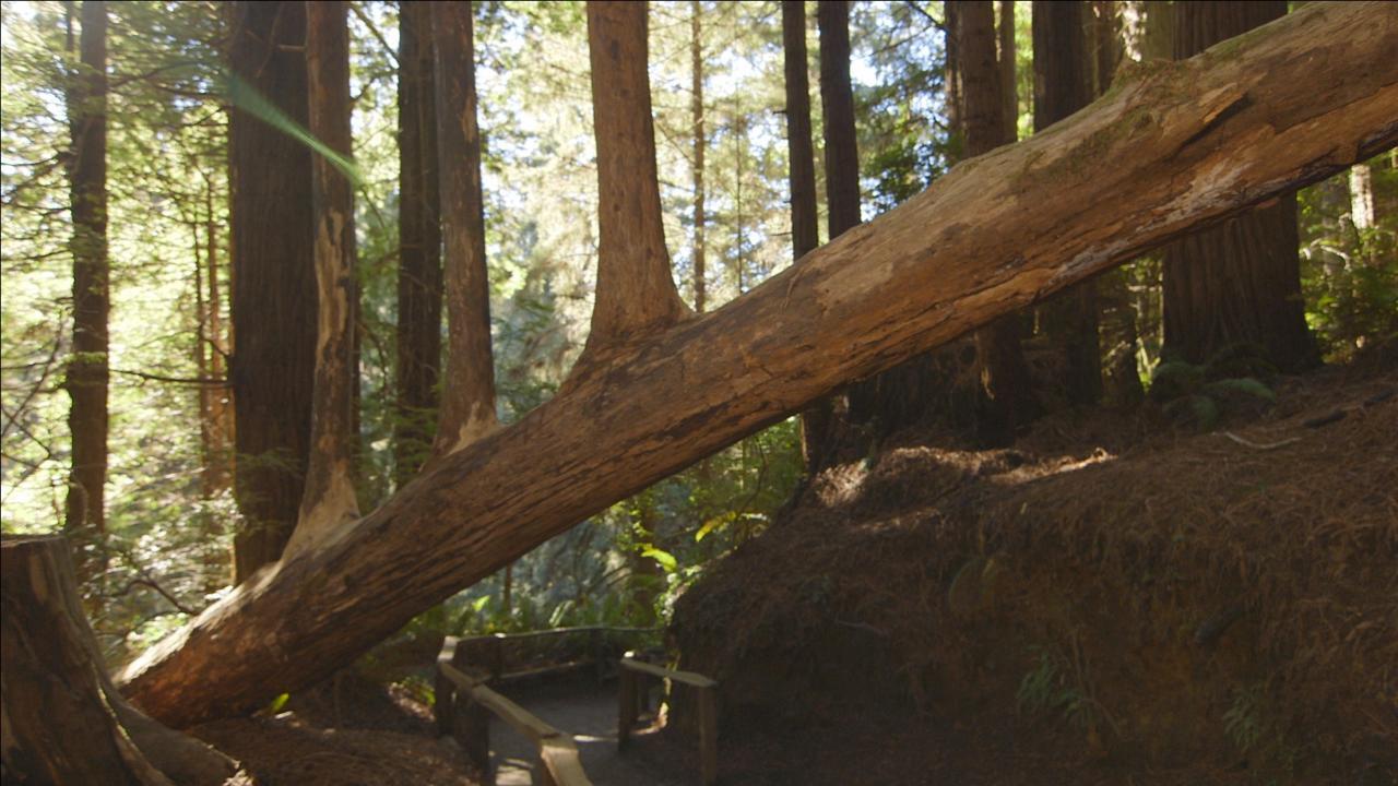 Man inherits northern California forest from mother
