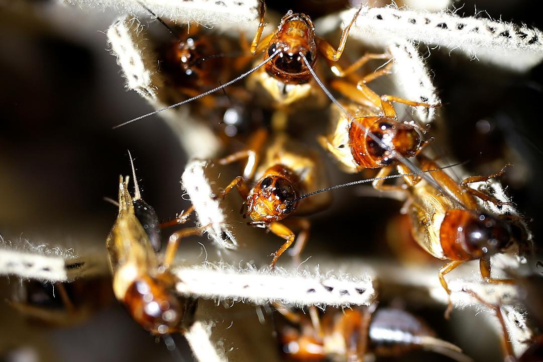 Is eating insects the answer to the world’s food problems?